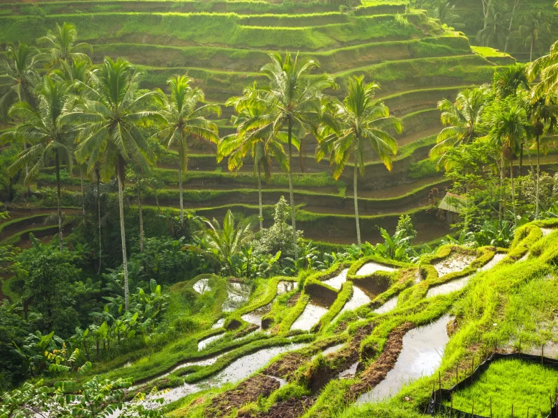 Bali's Nature
