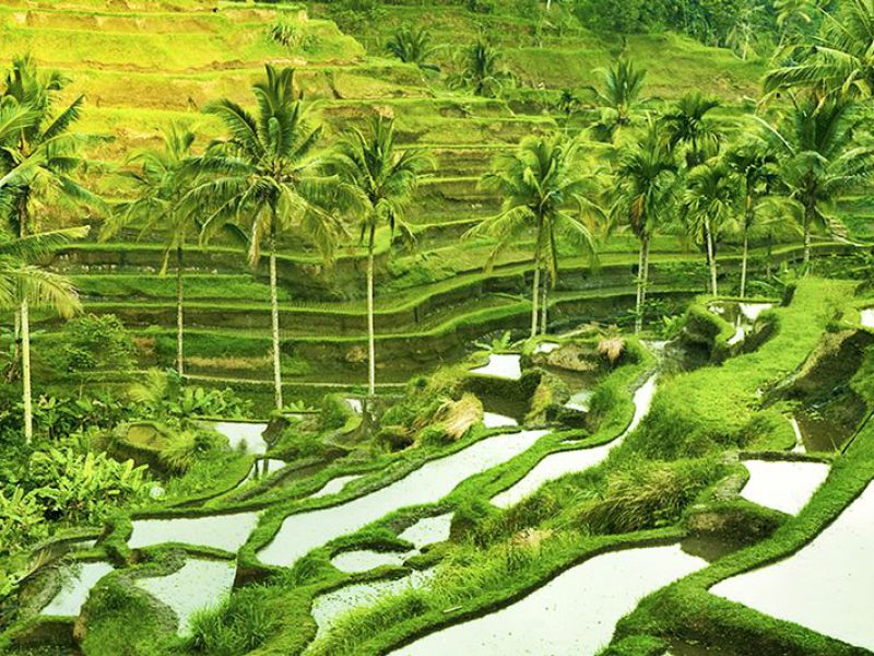 Bali's Nature